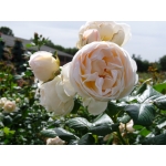 Uetersener Klosterrose Ютерзейн Клостерроуз